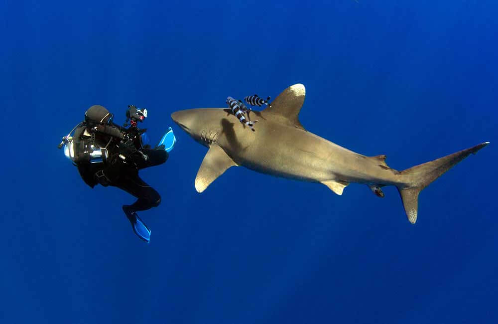 Cocos Island liveaboards: The Best Way to Explore Remote Shark Waters